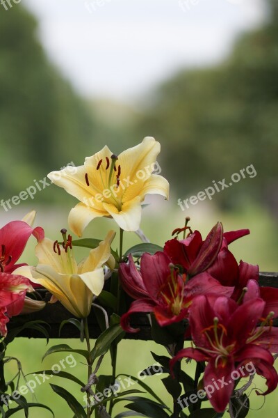 Majestic Nature Meadow Light Flower