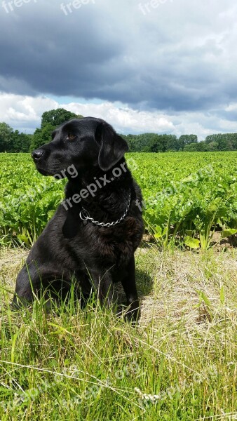 Dog Field Summer Animal Pet