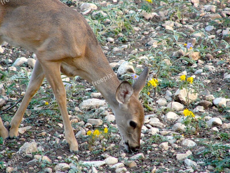 Yearling Deer Nature Wildlife White-tailed