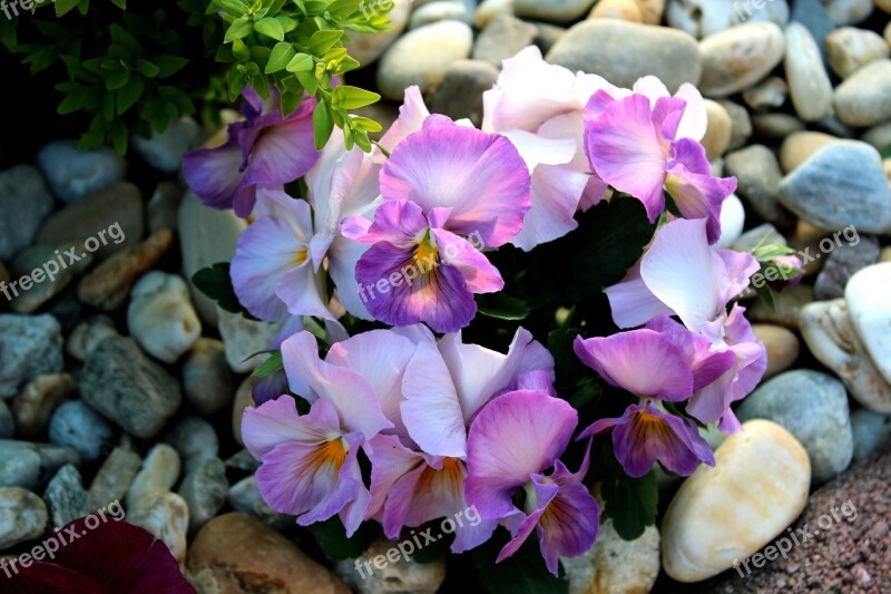 Nature Spring Spring Flowers Pansy Flowers