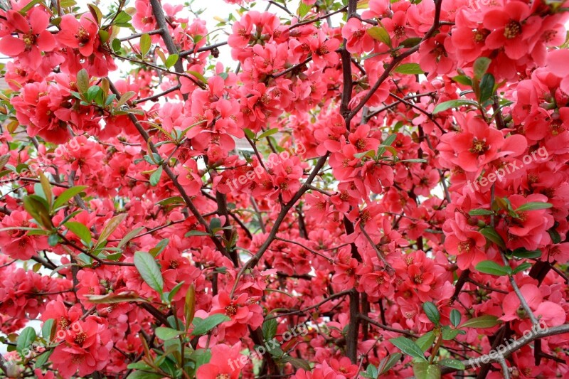 Nature Summer Summer Plants Flower Garden