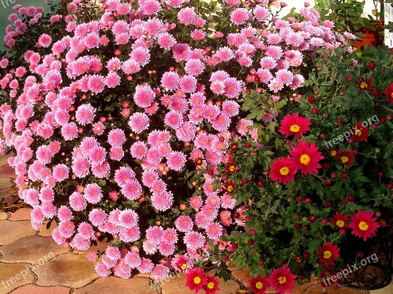 Nature Chrysanthemum Flower Pink Summer Flowers Garden