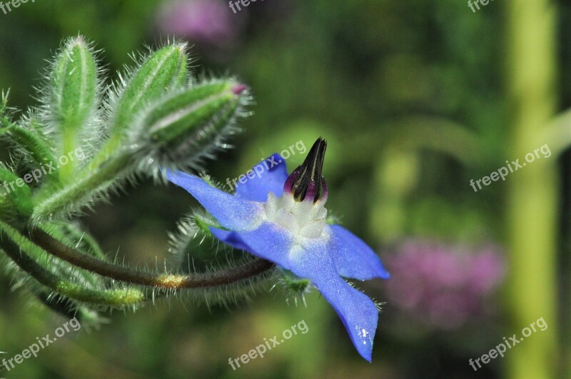 Borage Flower Blue Flower Borretschblüte Close Up