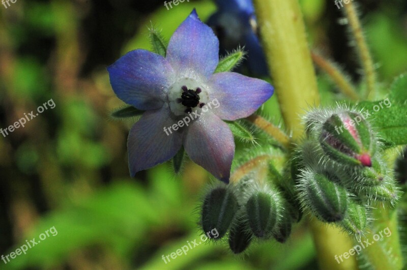 Borage Flower Blue Flower Borretschblüte Close Up