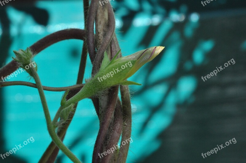 Vetch Climber Plant Blossom Bloom Bloom