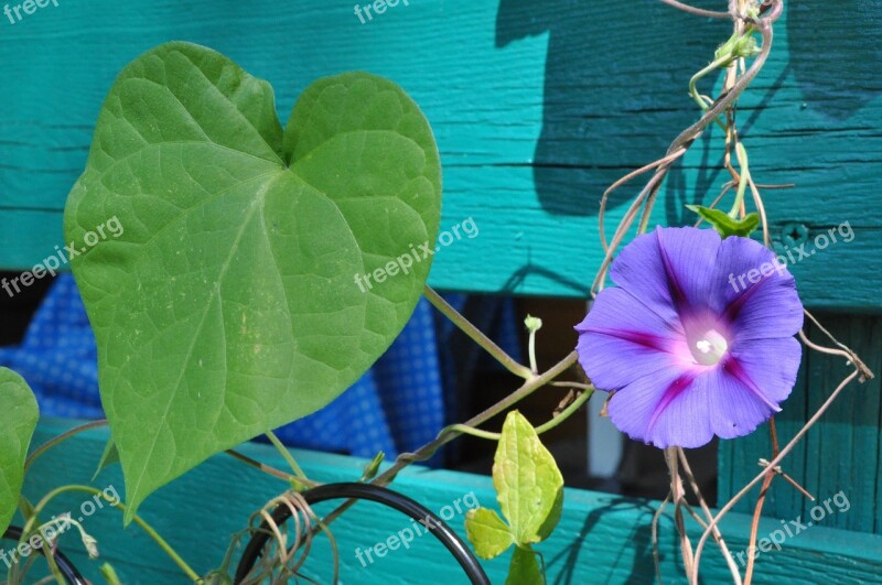 Vetch Climber Plant Blossom Bloom Bloom