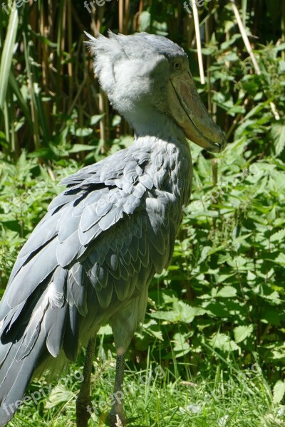 Shoebill Exot Animal Black Zoo