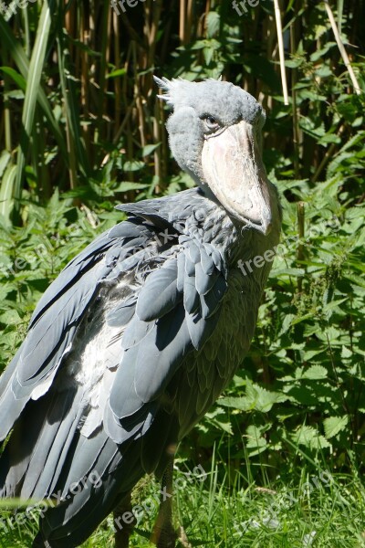 Shoebill Exot Animal Black Zoo