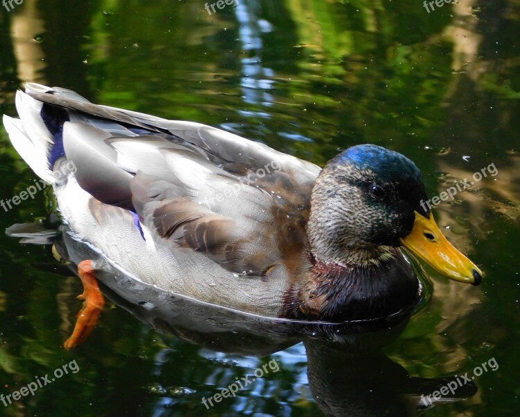 Mallard Males Duck Duck Bird Water Bird