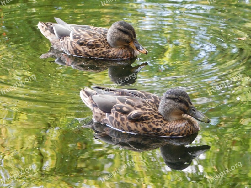 Ducks Swim Water Bird Waterfowl Two Ducks