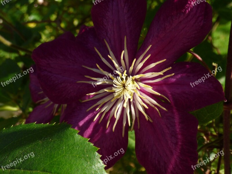 Flower Perennial Climbing Clematis Free Photos