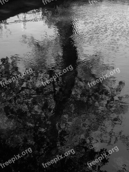 Nature Water Tree Pond Landscape