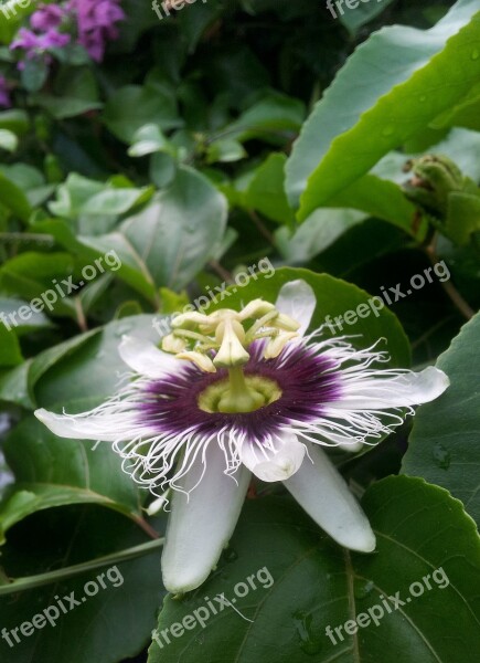 Passion Flower Nature Flower Passion Fruit Flowers