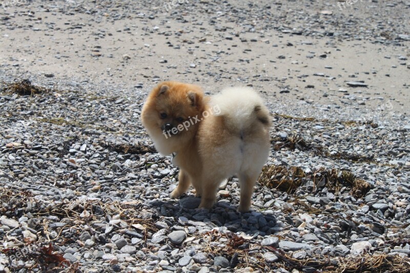 Animals Spitz Miniature Pomeranian Dog Behind