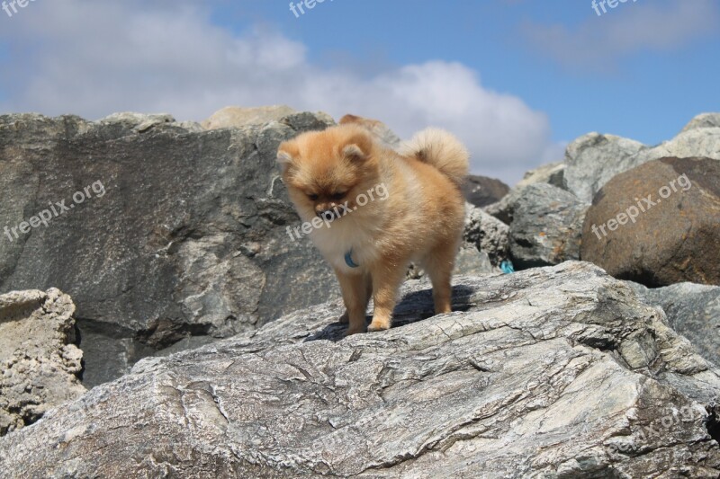 Animals Spitz Miniature Pomeranian Dog Behind