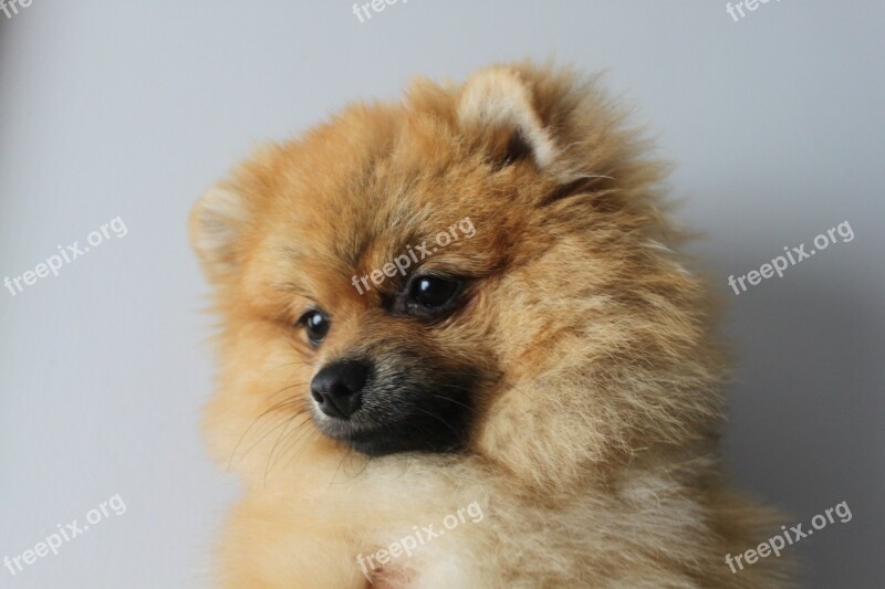 Pomerannian Spitz Iniaturowy Dog Animals Sweet