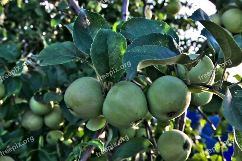 Apple Apple Tree Sheet Tree Summer