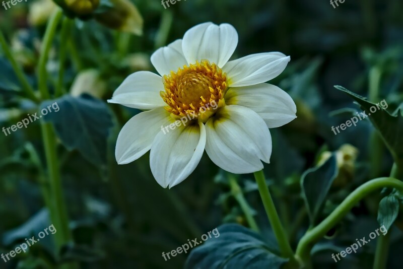 White Flower Flowers Yellow Summer Flowers