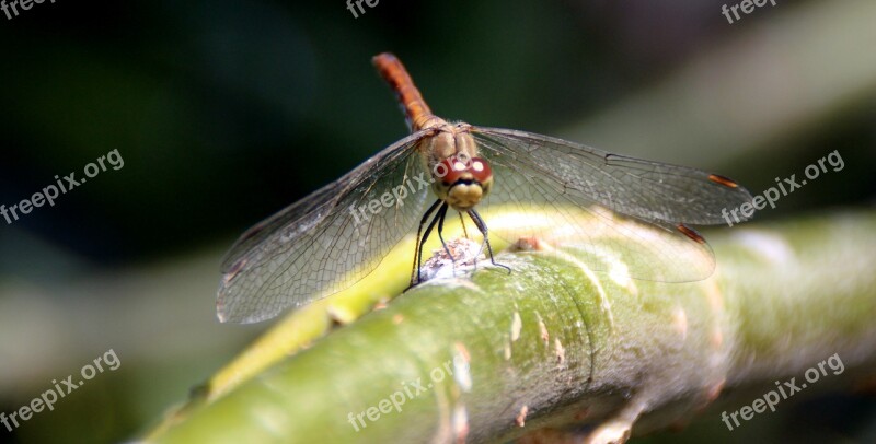 Dragonfly Insecta Wings Nature Free Photos