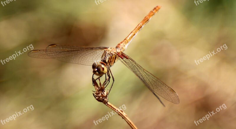 Dragonfly Insecta Wings Nature Free Photos