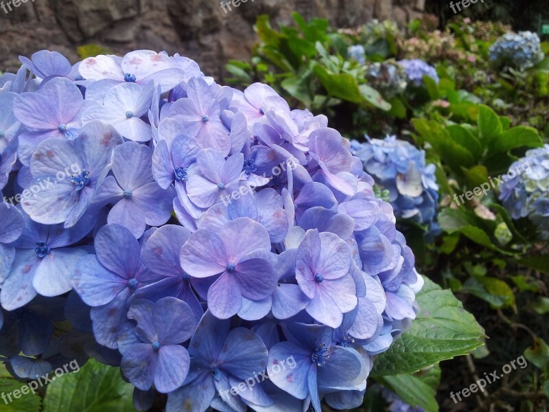 Flower Blue Nature Flowers Plant