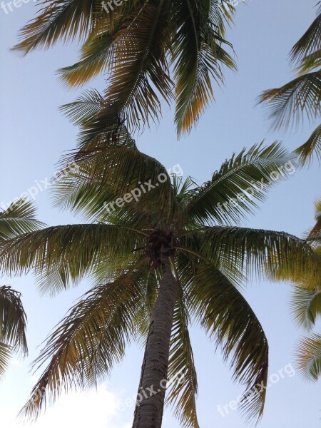 Palm Tree Nature Palm Sky Coconut