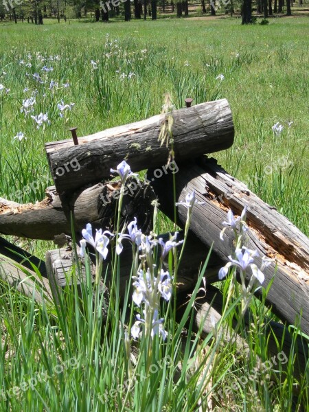 Wild Iris Rail Fence Field Free Photos