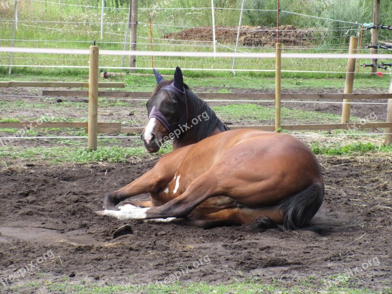 Horse Coupling Concerns Brown Pasture