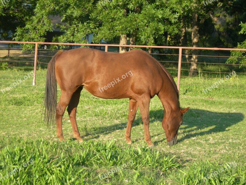 Horse Pasture Grass Equine Brown