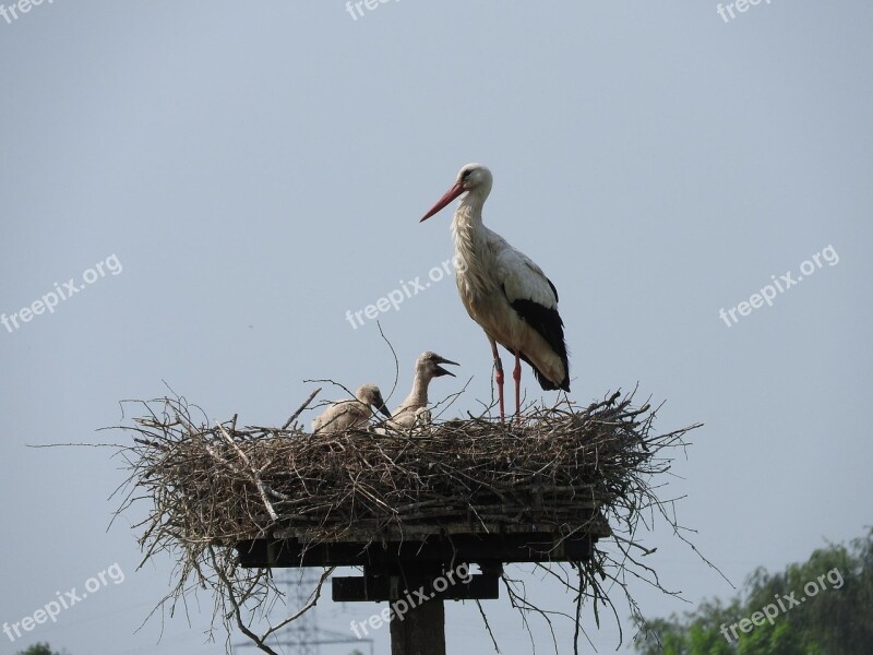 Stork's Nest Boy Nature Animals Birds