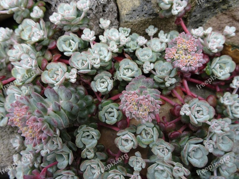 Rock Plant Garden Flourishes Succulents Flora