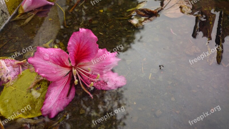 Bauhinia Petal Xie Flowering Blooming