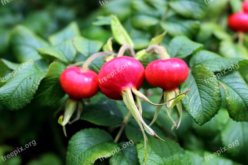 Rose Hip Leaves Red Plant Nature