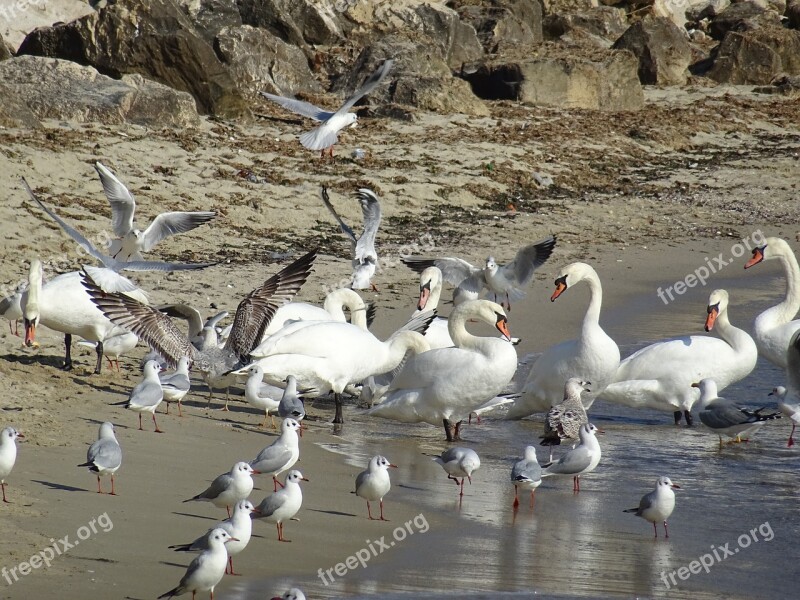 Beach Water Blu Birds Summer