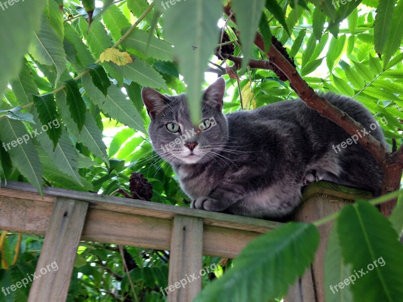 Cat Tree Green Bush Animal