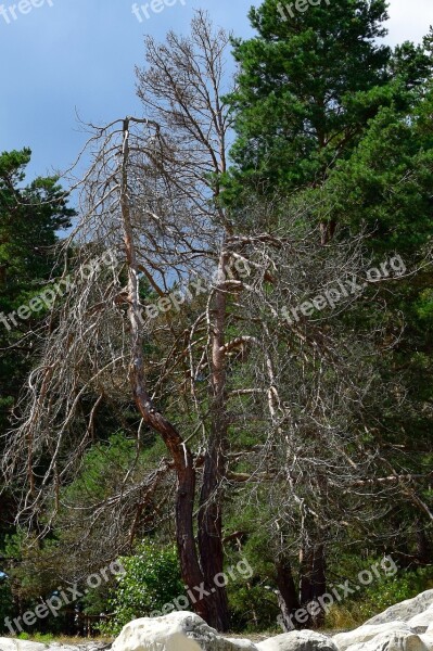 Tree Dry Sand Stone Feuerland Mystical