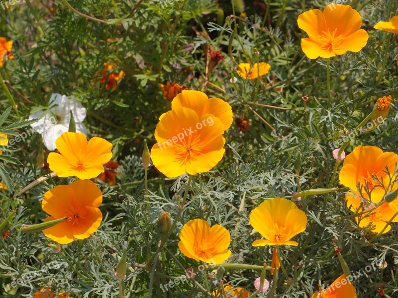 Flowers Garden Flowers Flower Bed Eschscholzia Orange Flowers