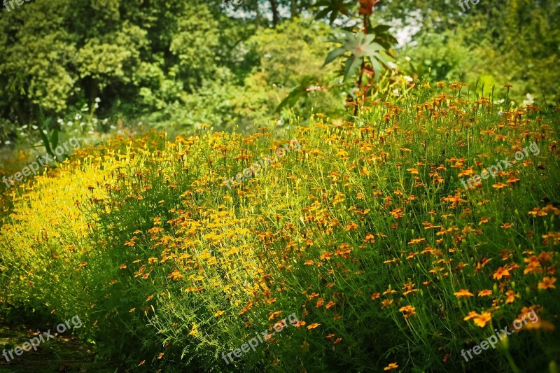 Coneflower Flowers Ordinary Sonnenhut Yellow Blossom