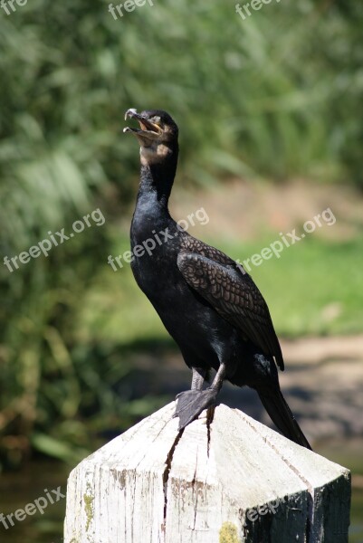 Bird Great Cormorant Waterfowl Close Up Nature