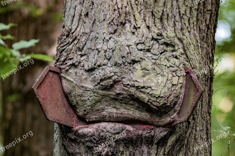 Tree Forest Old Tree Nature Deciduous Forest