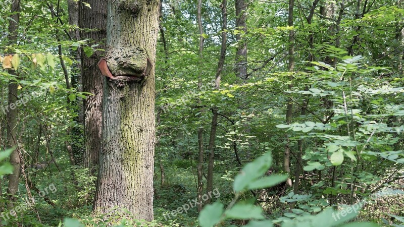 Tree Forest Old Tree Nature Deciduous Forest