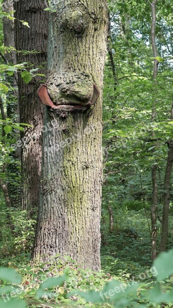 Tree Forest Old Tree Nature Deciduous Forest