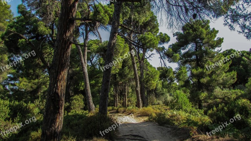 Skiathos Mandraki Forest Path Nature