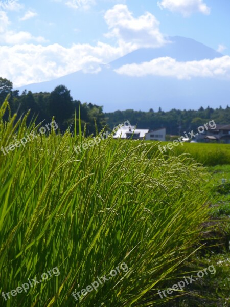 Rice Rice Cultivation Ear Of Rice Green Yellow-green