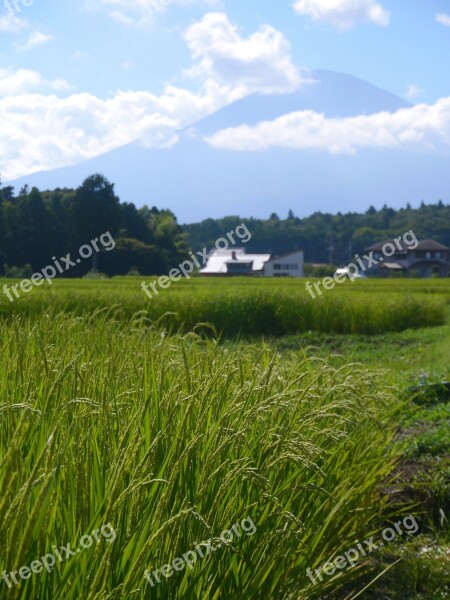 Rice Rice Cultivation Ear Of Rice Green Yellow-green