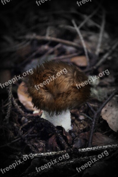 Image Manipulation Fur Mushroom Autumn Free Photos