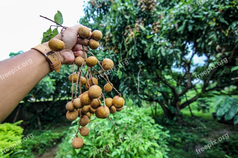 Longan Fruit Garden Hands Free Photos