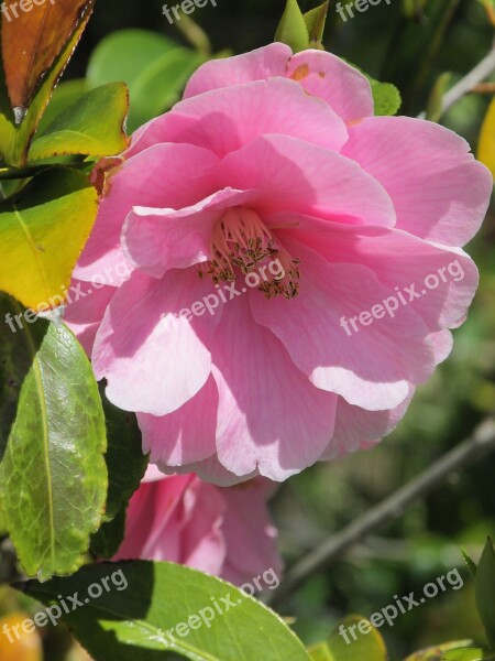 Nature Flower Garden Camellia Free Photos