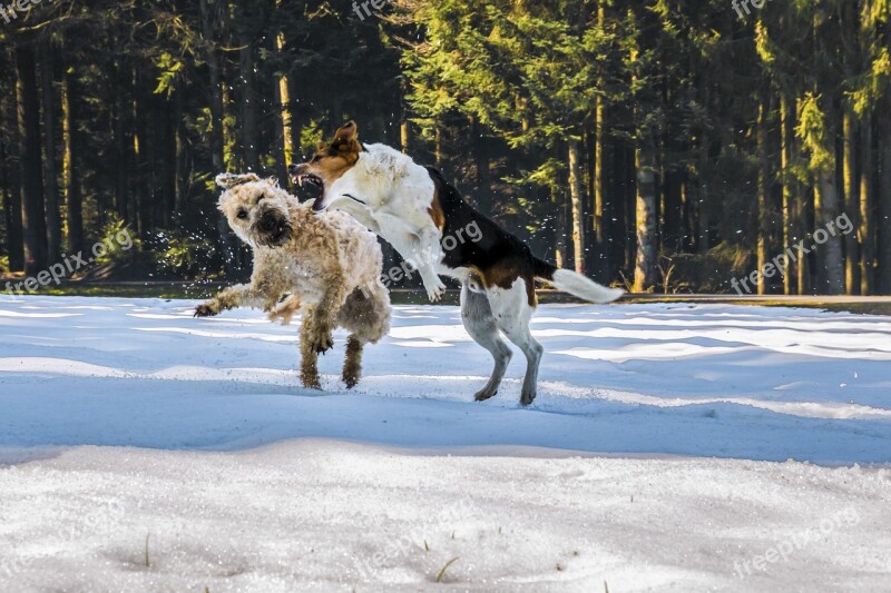 Dogs Fight Play Snow Wallpaper