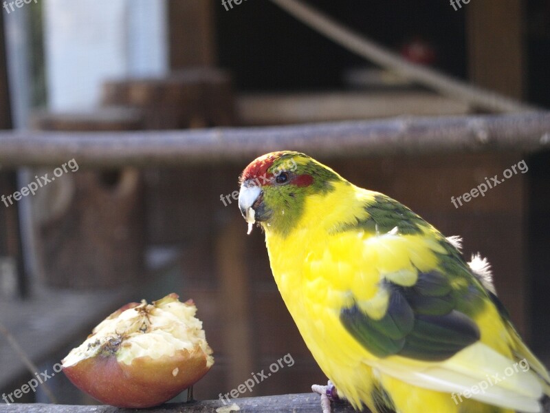 Birds Parakeet Yellow Voillere Breeding